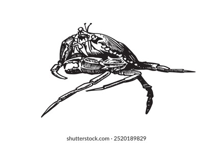 Graphical blue crab on white background,vector illustration