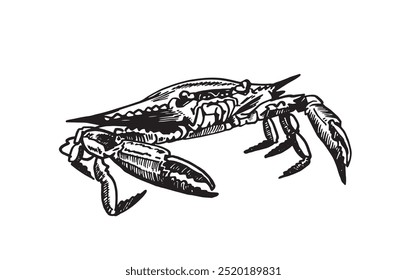 Graphical blue crab on white background,vector illustration