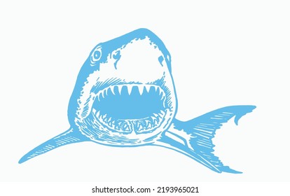 Graphical blue great shark isolated on white background,vector illustration.Marine life