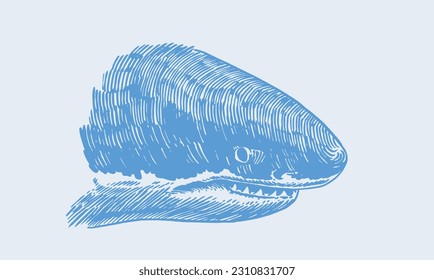 Graphical blue head of shark with sharp teeth isolated on white, megalodon portrait. Vector color illustration of underwater hunter