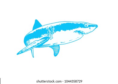 Graphical blue shark isolated on white background,vector color sketch logo