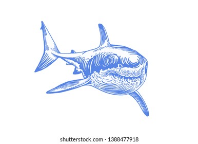 Graphical blue shark isolated on white background,vector colour illustration,tattoo