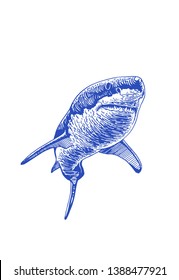 Graphical blue shark isolated on white background, vector colour illustration, tattoo