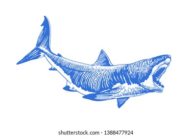 Graphical blue shark isolated on white background, vector colour illustration, tattoo