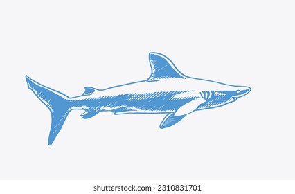 Graphical blue  shark with sharp teeth isolated on white, megalodon portrait. Vector color illustration of underwater hunter