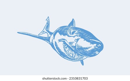 Graphical blue  shark with sharp teeth isolated on white, megalodon portrait. Vector color illustration of underwater hunter