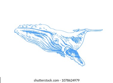 Graphical blue whale isolated on white background,vector sea-food illustration