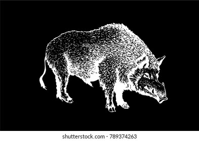 Graphical boar on black background,vector illustration