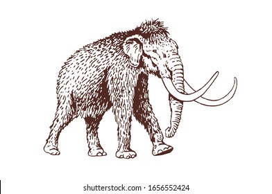 Graphical brown sketch of mammoth isolated on white background, sepia ilustration
