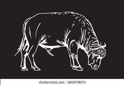 Graphical buffalo isolated on black background, vector 