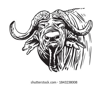 Graphical buffalo isolated on white background, vector 