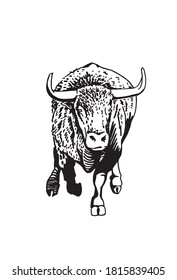 Graphical bull running, vector illustration,mammal animal