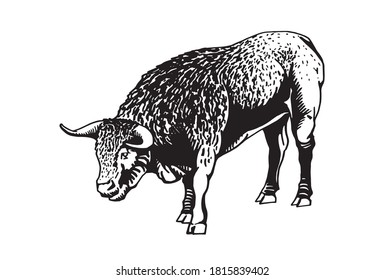 Graphical bull standing and watching , vector illustration,mammal animal