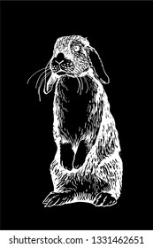 Graphical bunny isolated on black background,vector illustration,sketch