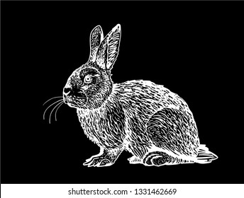 Graphical bunny isolated on black background,vector illustration,sketch