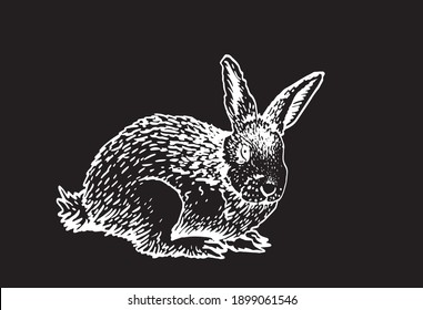 Graphical bunny isolated on black background, engraved illustration