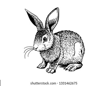 Graphical bunny isolated on white background,vector illustration,sketch