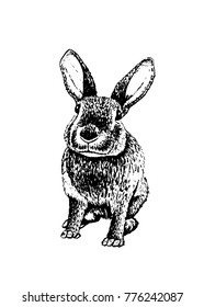 Graphical bunny isolated on white background,vector illustration