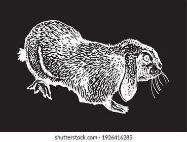 Graphical bunny on black background ,vector illustration for design and printing