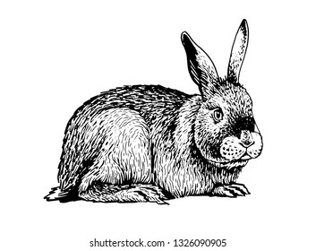 Graphical bunny sitting isolated on white background,vector illustration