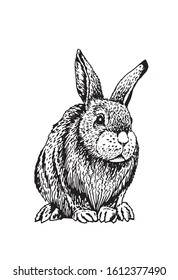 Graphical bunny sitting isolated on white background,vector illustration