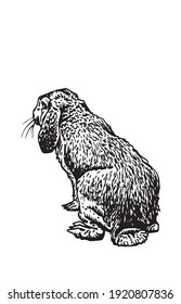 Graphical bunny sitting isolated on white background, vector element