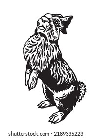 Graphical bunny standing on two paws isolated on white,vector illustration. Symbol of 2023 new year