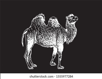 Graphical camel  isolated on black background, vector engraved illustration