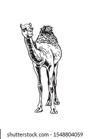 Graphical camel isolated on white background, vector illustration 