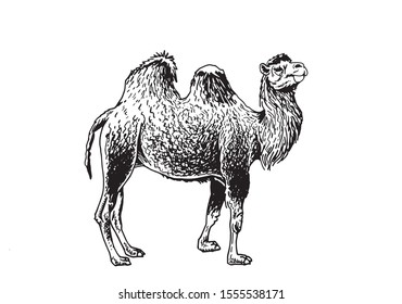 Graphical camel isolated on white background,vector illustration