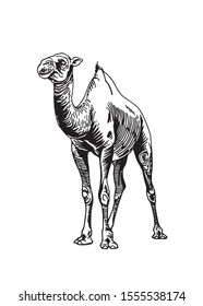 Graphical camel isolated on white background,vector illustration