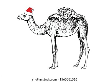 Graphical camel in Santa Claus hat isolated on white background,vector new year illustration