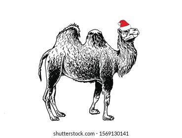 Graphical camel in Santa Claus hat isolated on white background,vector illustration