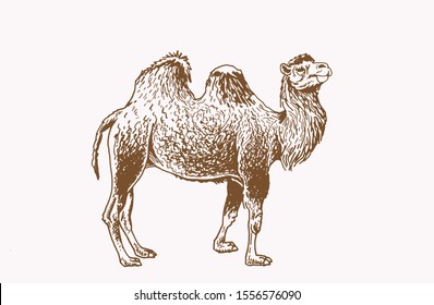 Graphical camel, vintage vector illustration