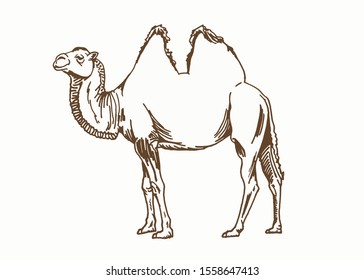 Graphical camel, vintage vector illustration