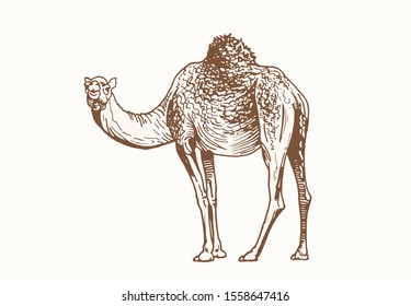 Graphical camel, vintage vector illustration