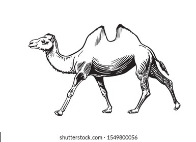 Graphical camel walking isolated on white background, vector illustration