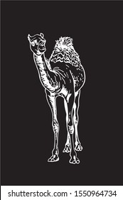 Graphical camel walking isolated on black background, vector engraved illustration