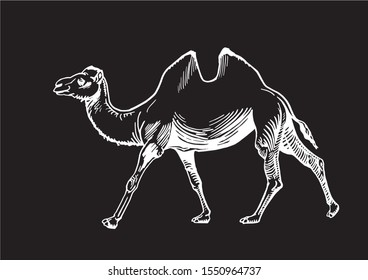 Graphical camel walking isolated on black background, vector engraved illustration
