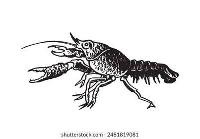 Graphical cancer isolated on white background, seafood element. Vector illustration