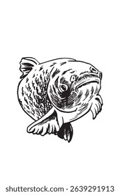 Graphical carp fish on white background, seafood . Vector illustration