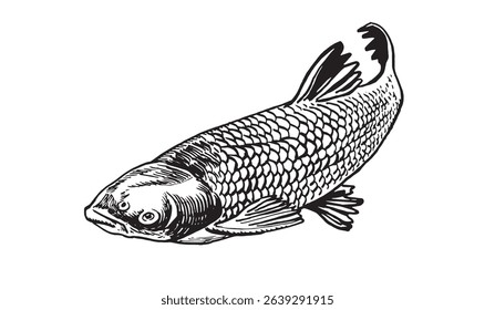 Graphical carp fish on white background, seafood . Vector illustration