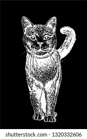 Graphical  cat standing  isolated on black, vector illustration
