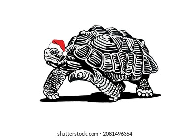 Graphical christmas element , turtle in red Santa Claus hat isolated on white background