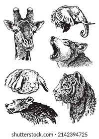 Graphical collection of African animals isolated on white background,vector zoo animals