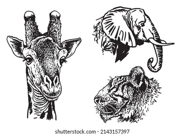 Graphical collection of African animals isolated on white background,vector zoo animals