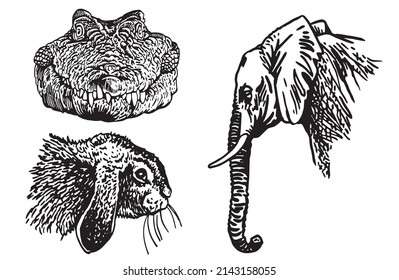 Graphical collection of African animals isolated on white background,vector zoo animals