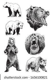 Graphical collection of bears isolated on white background, vector sketchy illustration