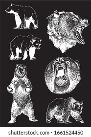 Graphical collection of bears isolated on black background, vector engraved illustration