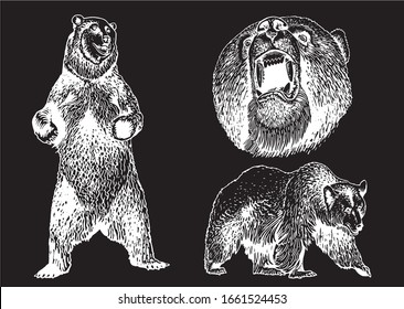 Graphical collection of bears isolated on black background, vector engraved illustration
